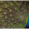 Art Prints of Wild Beauty