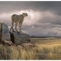 Art Prints of CheetahView
