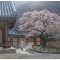 The scent of spring, baekyangsa