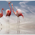 Art Prints of ...
