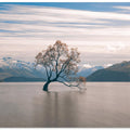 lonely tree