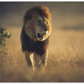 Art Prints of The King