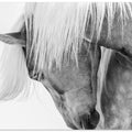 Art Prints of Halflinger Portrait