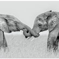 Art Prints of Confrontation