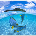 Art Prints of Surgeon Fish Trio