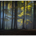 Foggy forest