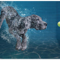 Art Prints of SplashDog