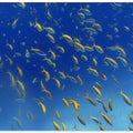 Art Prints of FiSh FrEnZy