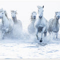 Art Prints of Horses on the Run