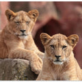 Art Prints of SISTERS