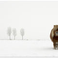 The cold pony