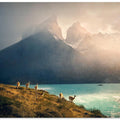 Alpaca at Torres de Paine