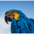 Art Prints of Osgar the Parrot.