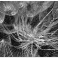 Art Prints of in to the mood