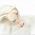 Art Prints of Mr. Blue Eye…