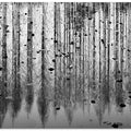 tall reflection