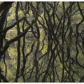 Sunken Forest