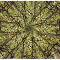 neural connection