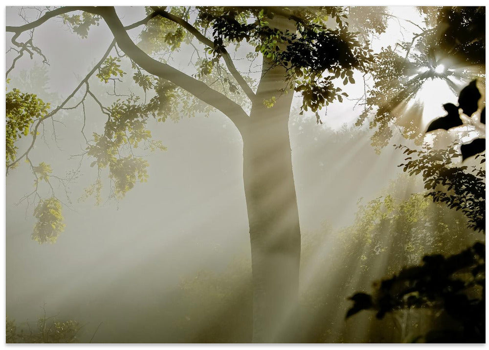 Fog at Møns Klint