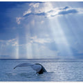 Whale and sun rays