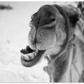 Art Prints of dromedary