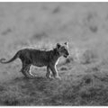 Art Prints of MORNING CAT