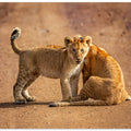 Art Prints of CURIOUS