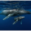 Art Prints of Humpback whales