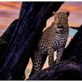 Art Prints of Leopard on the tree