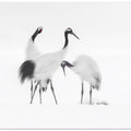 Art Prints of Family