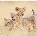 Art Prints of Kittens of the grasslands