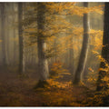 Autumn woods