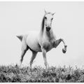 Art Prints of a short story about white beauty