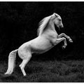Art Prints of a short story of a blade of grass in a hoof
