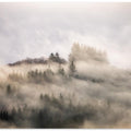 Misty forest #3 ...