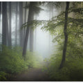 Morning Fog