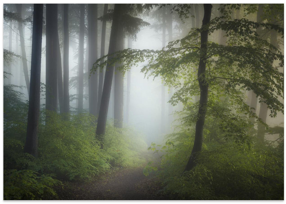 Morning Fog