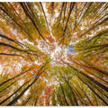 Look up