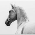 Art Prints of a short story about a shorn horse