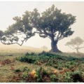 fog