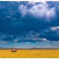 Canvas Art Print Two-horned Rhino under a cloudy sky
