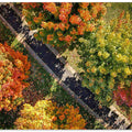My automne