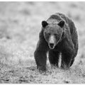Canvas Art Print The Bear is here