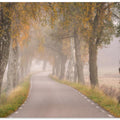 Falling Leaves