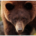 Canvas Art Print Cinnamon Bear