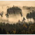 story of the forest