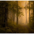 Autumn Forest