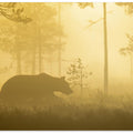 Canvas Art Print Early morning