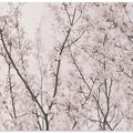 Spring blossoms