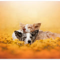 Canvas Art Print Dandelion dream